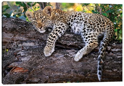 Leopard Cub Resting In Tree, Botswana Canvas Art Print