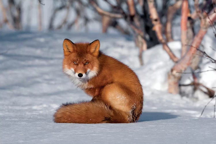 Red Fox Sitting On Snow, Kamchatka, Russia