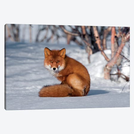 Red Fox Sitting On Snow, Kamchatka, Russia Canvas Print #SGY4} by Sergey Gorshkov Canvas Artwork