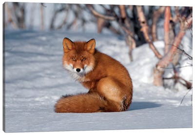 Red Fox Sitting On Snow, Kamchatka, Russia Canvas Art Print - Fox Art