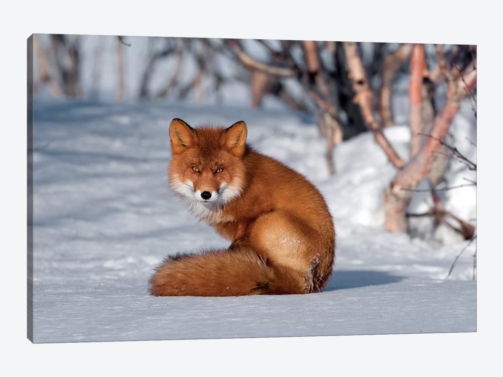 Red Fox Sitting On Snow, Kamchatka, Russia by Sergey Gorshkov 1-piece Art Print