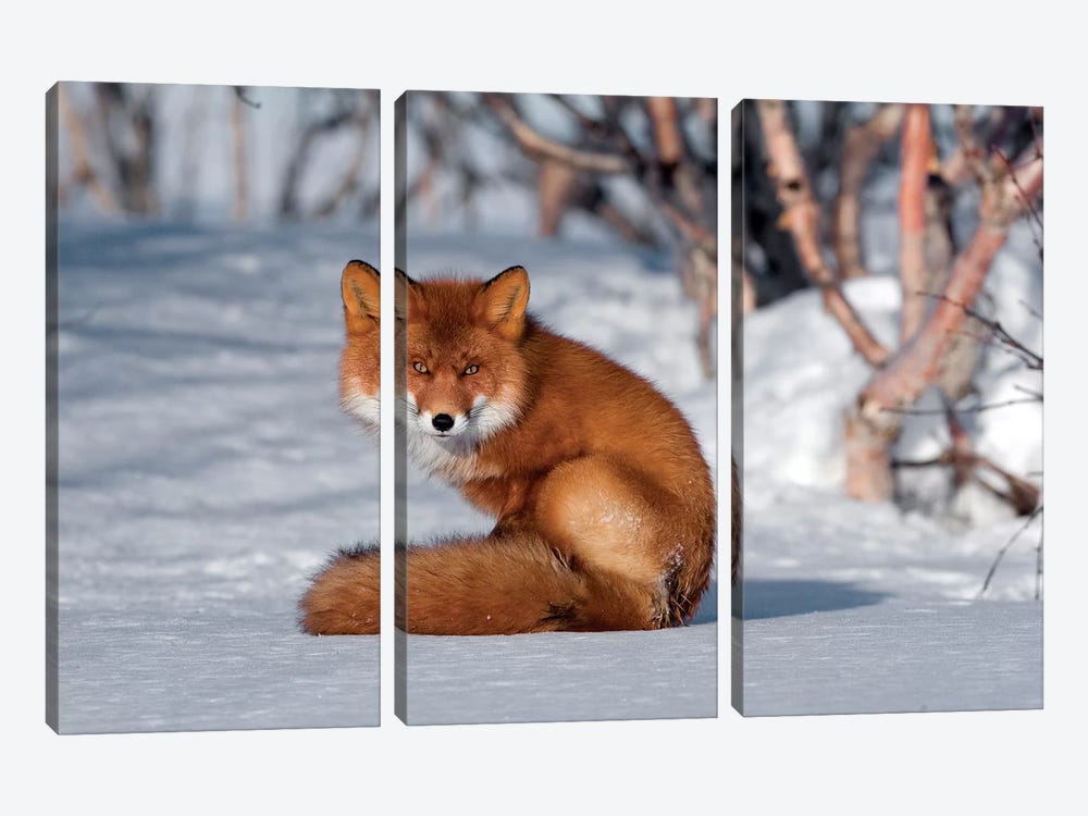 Red Fox Sitting On Snow, Kamchatka, Russia by Sergey Gorshkov 3-piece Art Print