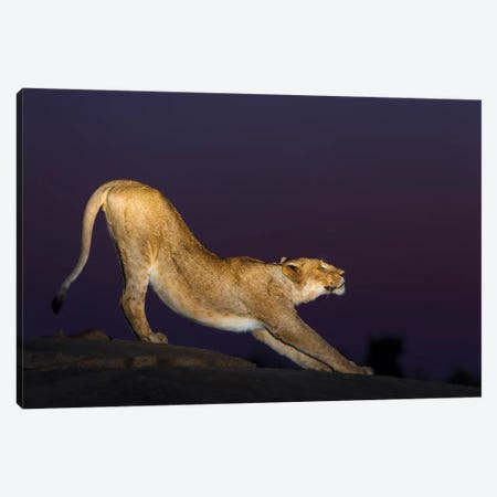 African Lion Female Stretching At Night, Londolozi, Sabi-Sands Game Reserve, South Africa Canvas Print #SGY5} by Sergey Gorshkov Canvas Art