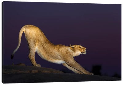 African Lion Female Stretching At Night, Londolozi, Sabi-Sands Game Reserve, South Africa Canvas Art Print