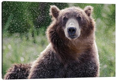 Brown Bear Shaking Off Water, Kamchatka, Russia Canvas Art Print