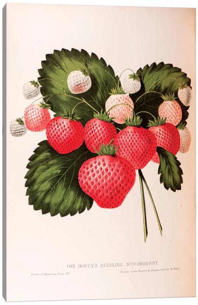 Hovey's Seedling Strawberry Canvas Art Print - Fruit Art