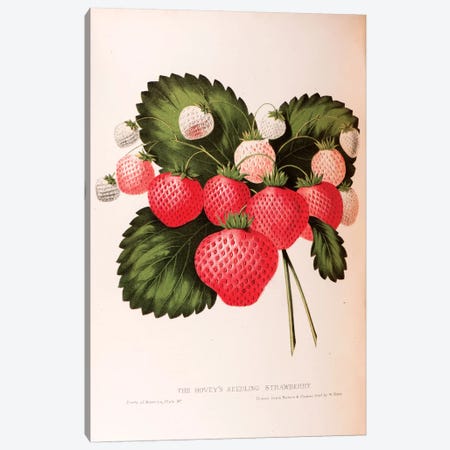 Hovey's Seedling Strawberry Canvas Print #SHA1} by William Sharp Canvas Print
