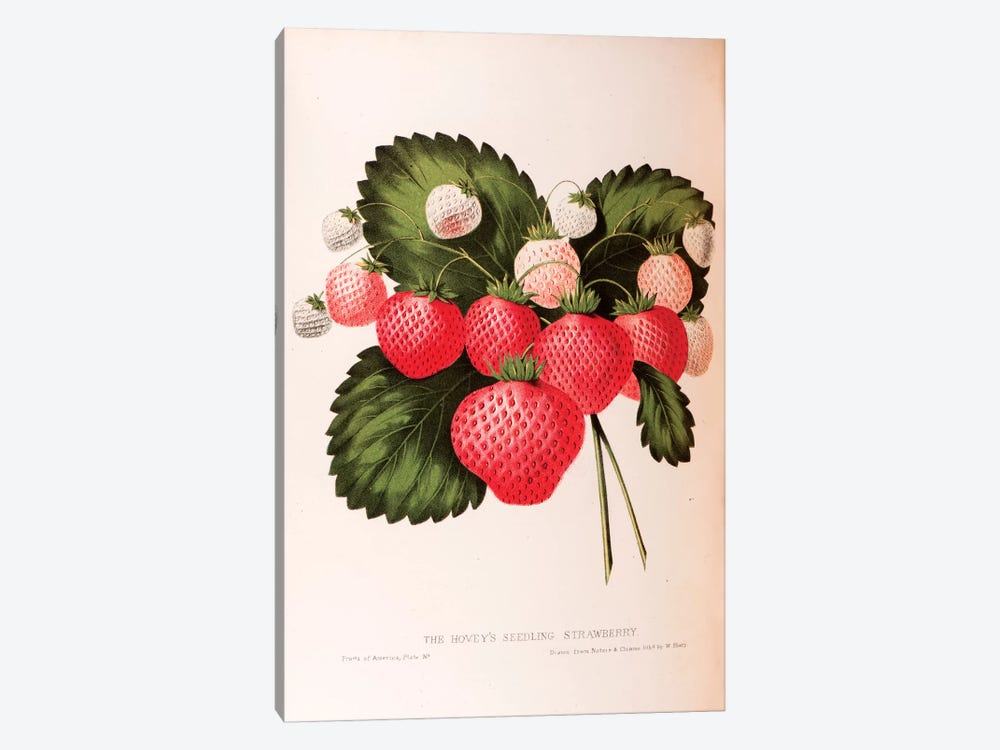 Hovey's Seedling Strawberry by William Sharp 1-piece Canvas Artwork