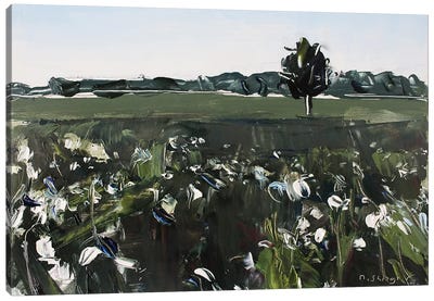 Cotton Field NC Canvas Art Print - David Shingler