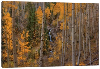 Falling Treasure Canvas Art Print - Aspen and Birch Trees
