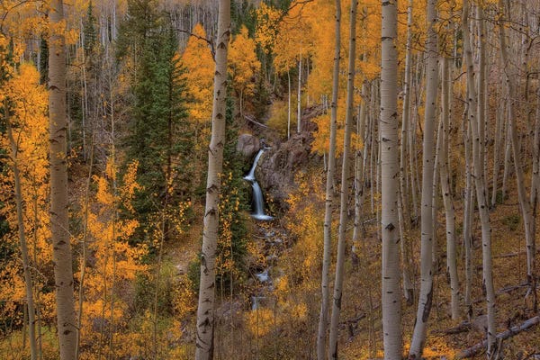 Aspen Trees | Birch Trees: Falling Treasure by Bill Sherrell