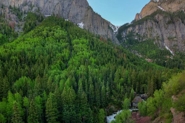 Evergreen Trees: A Mountain Of Green by Bill Sherrell