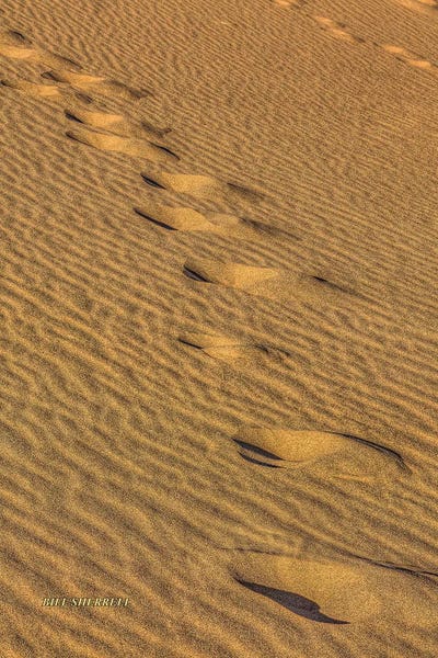 Footprints In The Sand by Bill Sherrell canvas print