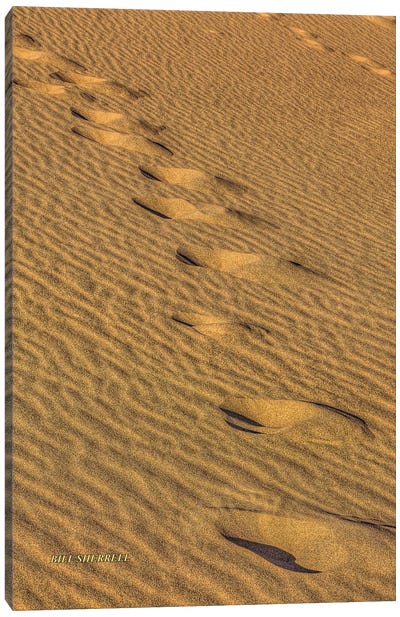 Footprints In The Sand Canvas Art Print - Desert Art