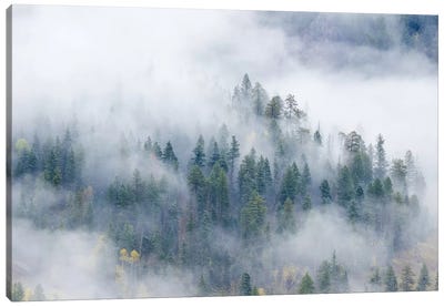 Forest In The Clouds Canvas Art Print - Evergreen Tree Art