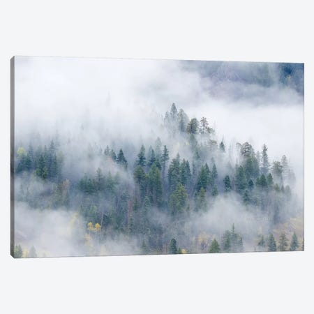 Forest In The Clouds Canvas Print #SHL111} by Bill Sherrell Art Print