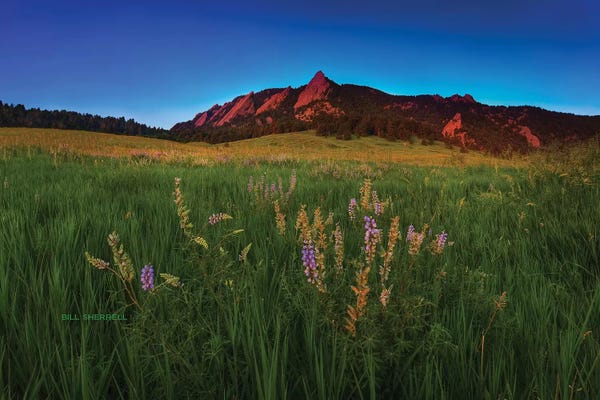 Bill Sherrell: Glowing Flatirons And Wildflowers by Bill Sherrell