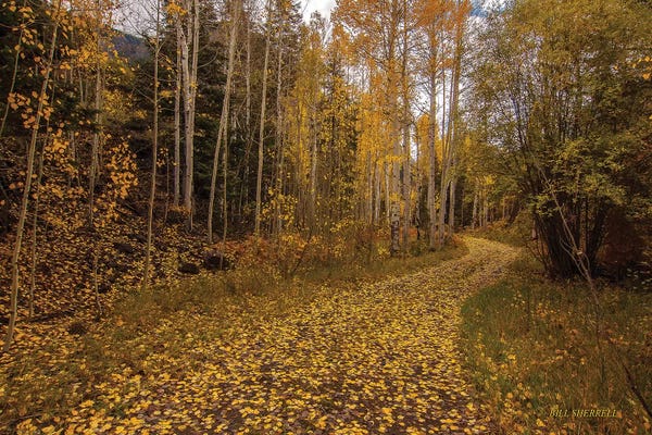 Bill Sherrell: Last Chance Romance by Bill Sherrell