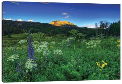 Light Whispers And Wildflowers Canvas Art Print - Bill Sherrell