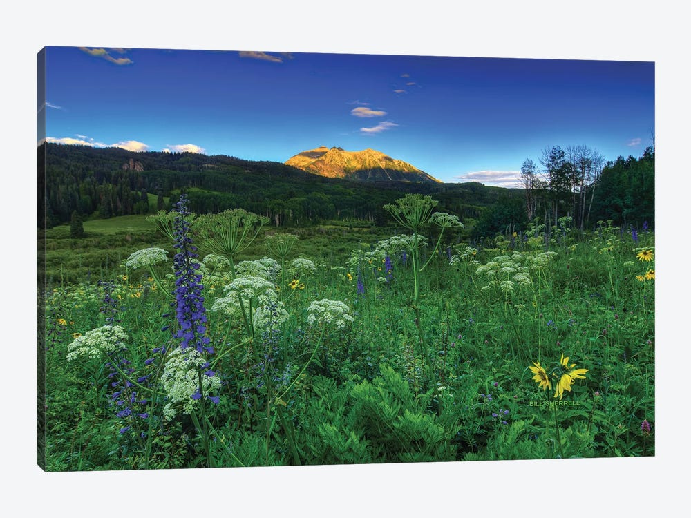 Light Whispers And Wildflowers by Bill Sherrell 1-piece Canvas Art Print