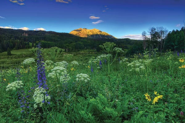 Bill Sherrell: Light Whispers And Wildflowers by Bill Sherrell