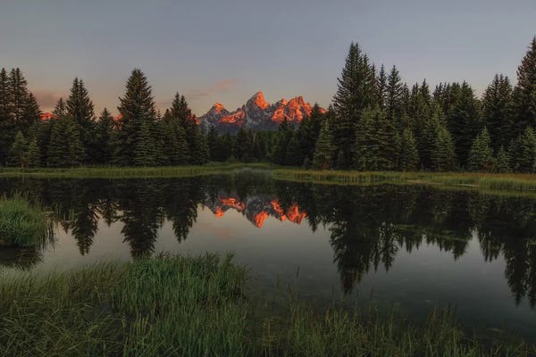 Evergreen Trees: Morning Glory by Bill Sherrell