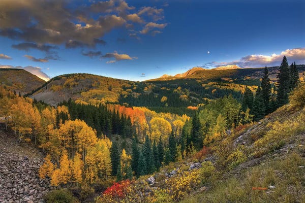 Evergreen Trees: Morning Glory At Coal Bank Pass by Bill Sherrell