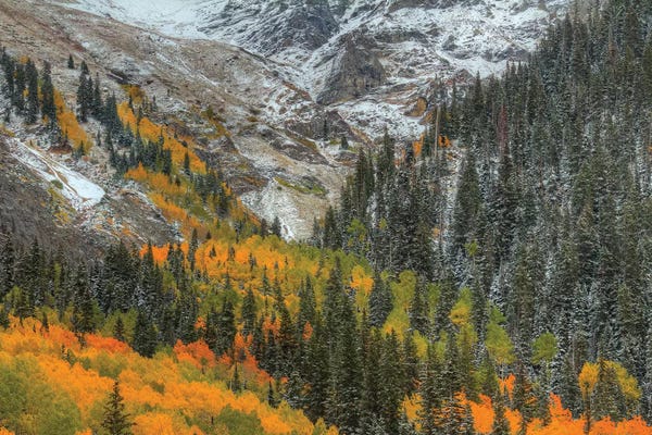Evergreen Trees: Mountains And Aspens by Bill Sherrell