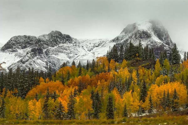 Evergreen Trees: A Rocky Mountain Autumn by Bill Sherrell