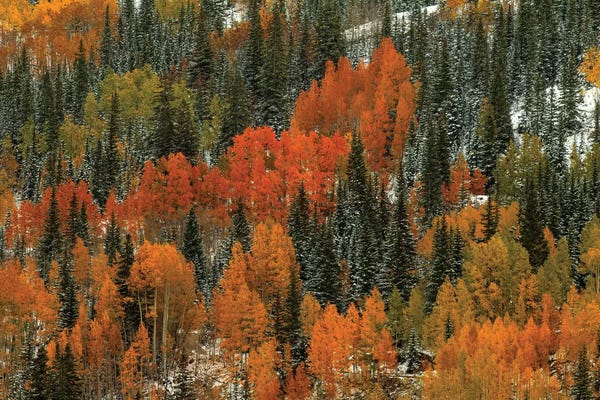 Evergreen Trees: Orange Fire by Bill Sherrell
