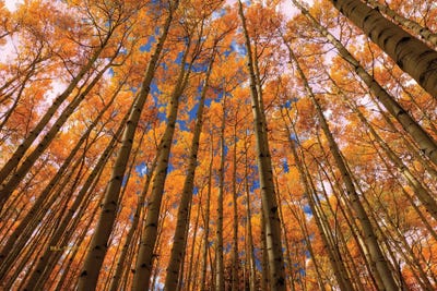 Orange Grove by Bill Sherrell framed wall art