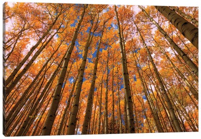 Orange Grove Canvas Art Print - Aspen Tree Art