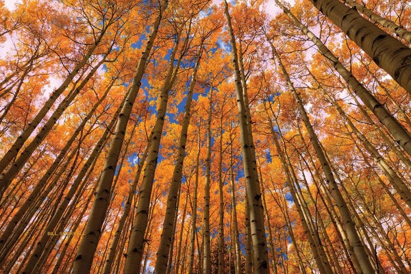 Aspen Trees: Orange Grove by Bill Sherrell