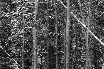 Outlines, B&W by Bill Sherrell acrylic art print