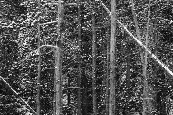 Bill Sherrell: Outlines, B&W by Bill Sherrell