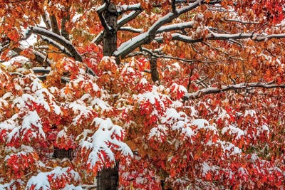 Seasons Of Change by Bill Sherrell framed wall art