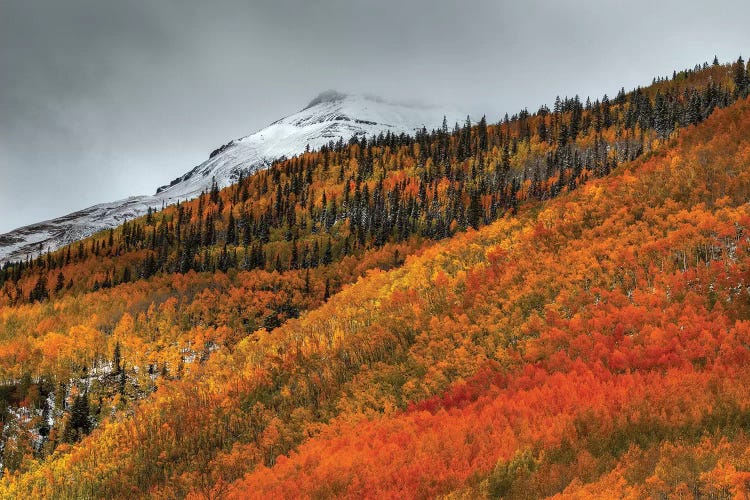 Shades Of Autumn by Bill Sherrell wall art