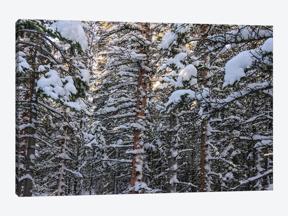Snowbound by Bill Sherrell 1-piece Art Print
