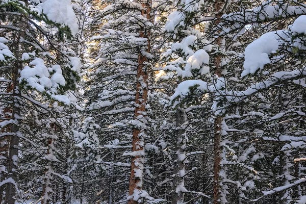 Evergreen Trees: Snowbound by Bill Sherrell