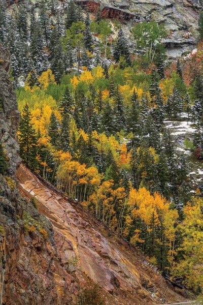 Evergreen Trees: Spiraling Grace by Bill Sherrell