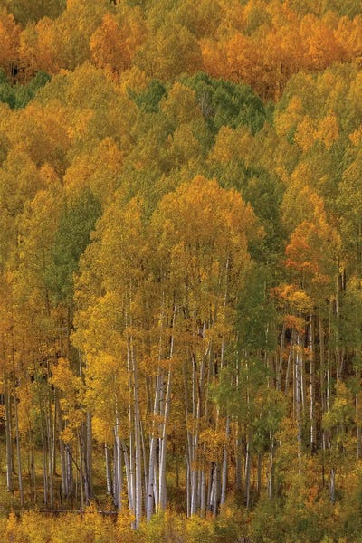 Standing Proud by Bill Sherrell canvas print