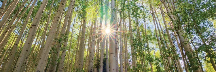 Starshine by Bill Sherrell wall art