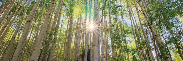 Bill Sherrell: Starshine by Bill Sherrell