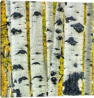 Strength In Numbers Canvas Art Print - Aspen and Birch Trees