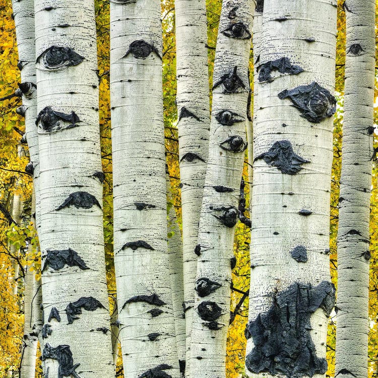 Strength In Numbers by Bill Sherrell wall art
