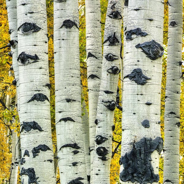 Aspen Trees | Birch Trees: Strength In Numbers by Bill Sherrell