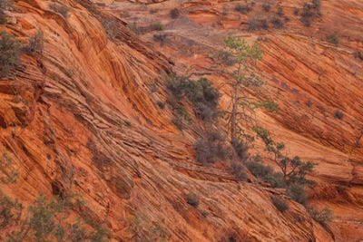 A Chance To Grow by Bill Sherrell framed wall art
