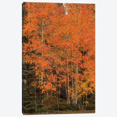 The Red-Orange Experience Canvas Print #SHL213} by Bill Sherrell Canvas Art