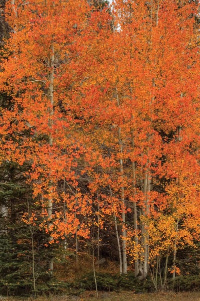 Bill Sherrell: The Red-Orange Experience by Bill Sherrell