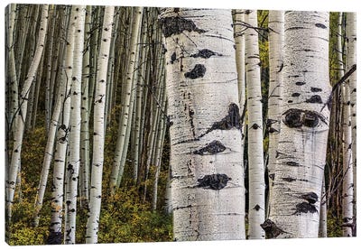 Trunks Canvas Art Print - Aspen and Birch Trees
